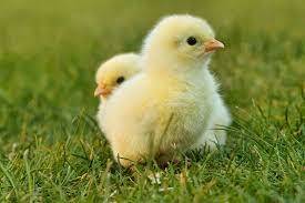 500+ Free Easter Chick & Easter Images