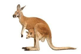 4,220 Baby Kangaroo Stock Photos, Pictures & Royalty-Free Images - iStock