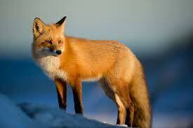 500+ Red Fox Pictures | Download Free Images on Unsplash