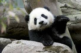 Panda. | Panda bear, Panda love, Cute panda