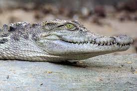 New Species of Humongous Prehistoric Crocodile "River Boss" Discovered in  Australia
