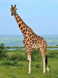 Файл:Rothschild's Giraffe (Giraffa camelopardalis rothschildi) male  (7068054987), crop & edit.jpg — Википедия