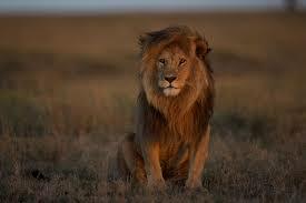 Where lions once ruled, they are now quietly disappearing
