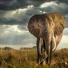 How elephants raid crops in Kenya's Masai Mara has changed. Why it matters