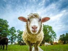 Sheep and bacteria are helping in the fight against coronavirus – here's how