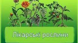 Звіт класного колективу про участь у загальношкільному проєкті " Лікарські рослини"