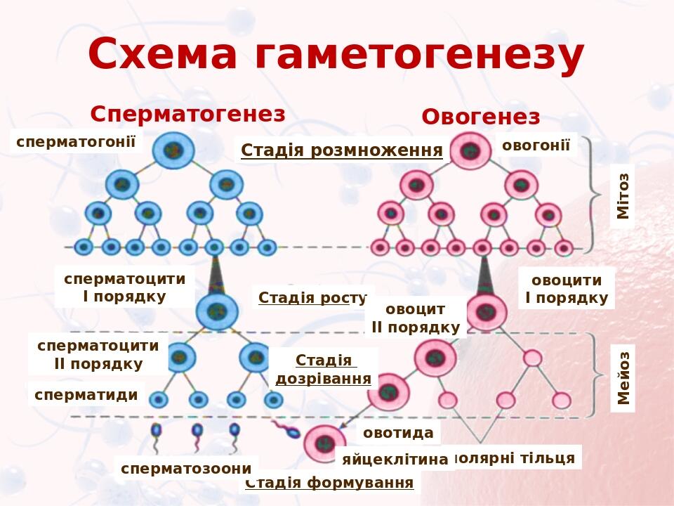 Признаки гаметогенеза. Гаметогенез схема с подписями. Овогенез схема. Схема сперматогенеза и овогенеза. Овогенез человека.