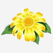Cartoon Yellow Big Chrysanthemum Free Button, Cartoon, Flower, Yellow Cartoon Chrysanthemum Free Buckle Figure PNG Transparent Clipart Image and PSD File for Free Download