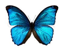 Morpho menelaus - butterfly isolated on ... | Stock image | Colourbox