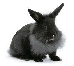 Dutch Rabbit Wall Art | Pixels