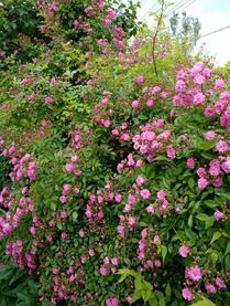 02012ag1-c8d7-209x277.jpg