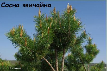 02012c3s-b1b9-445x298.png