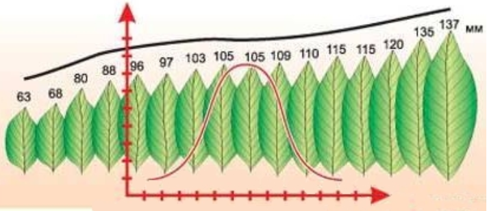 Норма ряда. Норма реакции вариационный ряд и вариационная кривая. Вариационный ряд листьев. Норма реакции вариационная кривая. Вариационный ряд листьев растений.