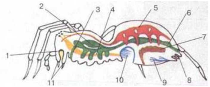 Рассмотрите рисунок раскрасьте цветными карандашами системы внутренних органов паука подпишите их