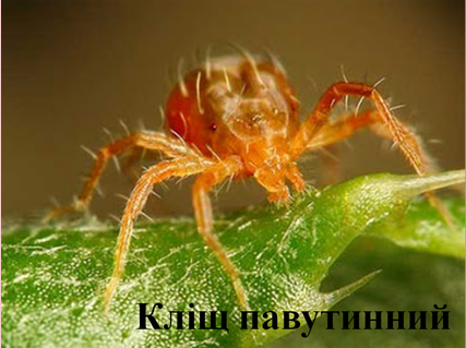 02012ctq-d0d1-427x319.png