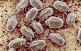 02012cu6-0ec4-114x72.png