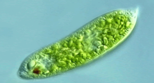 02012cw6-e275-304x165.png