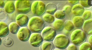 02012cw8-1a9e-417x227.png