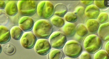 02012cw8-1a9e-417x227.png