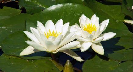 02012d6e-0960-436x236.png