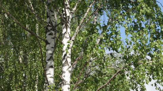 02012d6g-0416-549x309.png