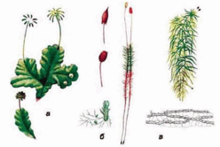 02012d7g-89d0-475x317.png