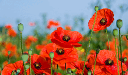 02012d7j-4e00-451x264.png
