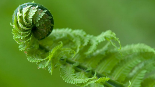 02012d7u-4683-517x290.png