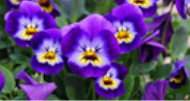 02012db7-cecb-190x101.png