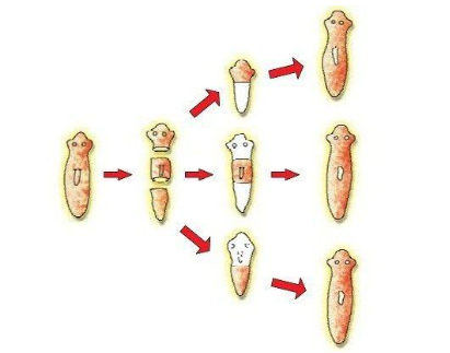 02012dd5-5772-411x323.png