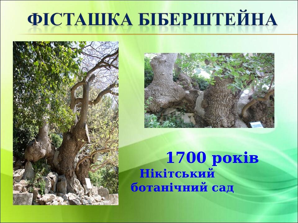1700 років Нікітський ботанічний сад