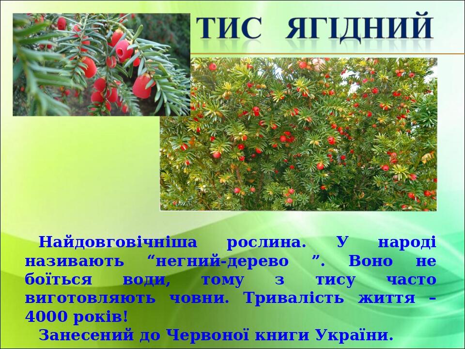 Найдовговічніша рослина. У народі називають “негний-дерево ”. Воно не боїться води, тому з тису часто виготовляють човни. Тривалість життя – 4000 р...