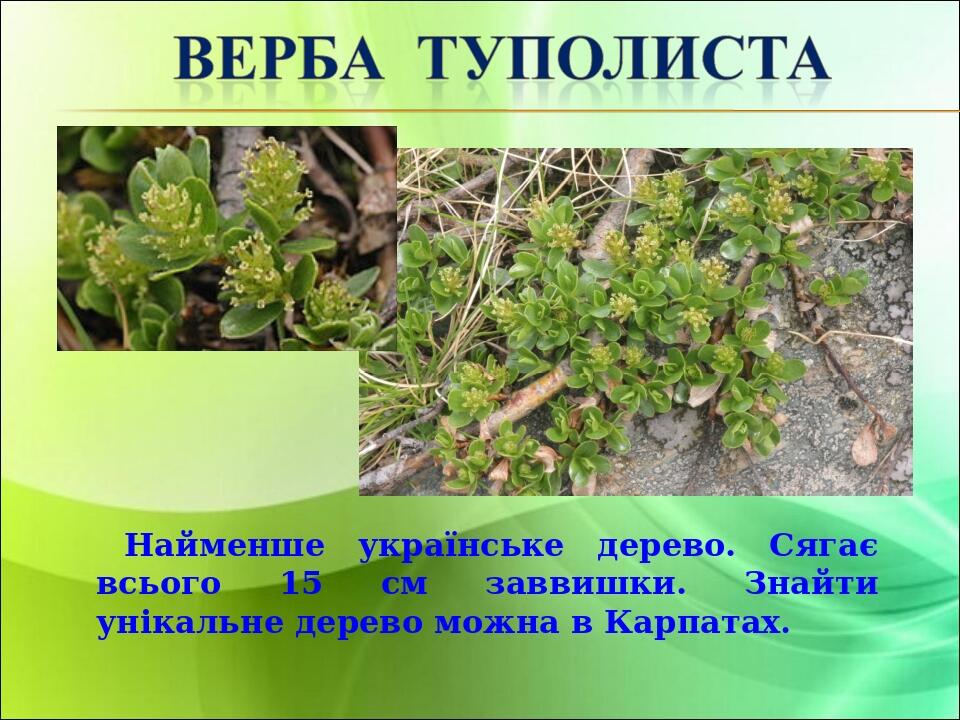 Найменше українське дерево. Сягає всього 15 см заввишки. Знайти унікальне дерево можна в Карпатах.