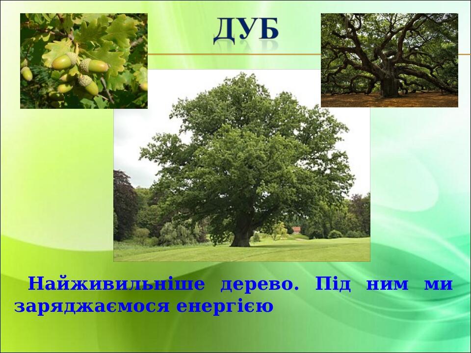 Найживильніше дерево. Під ним ми заряджаємося енергією