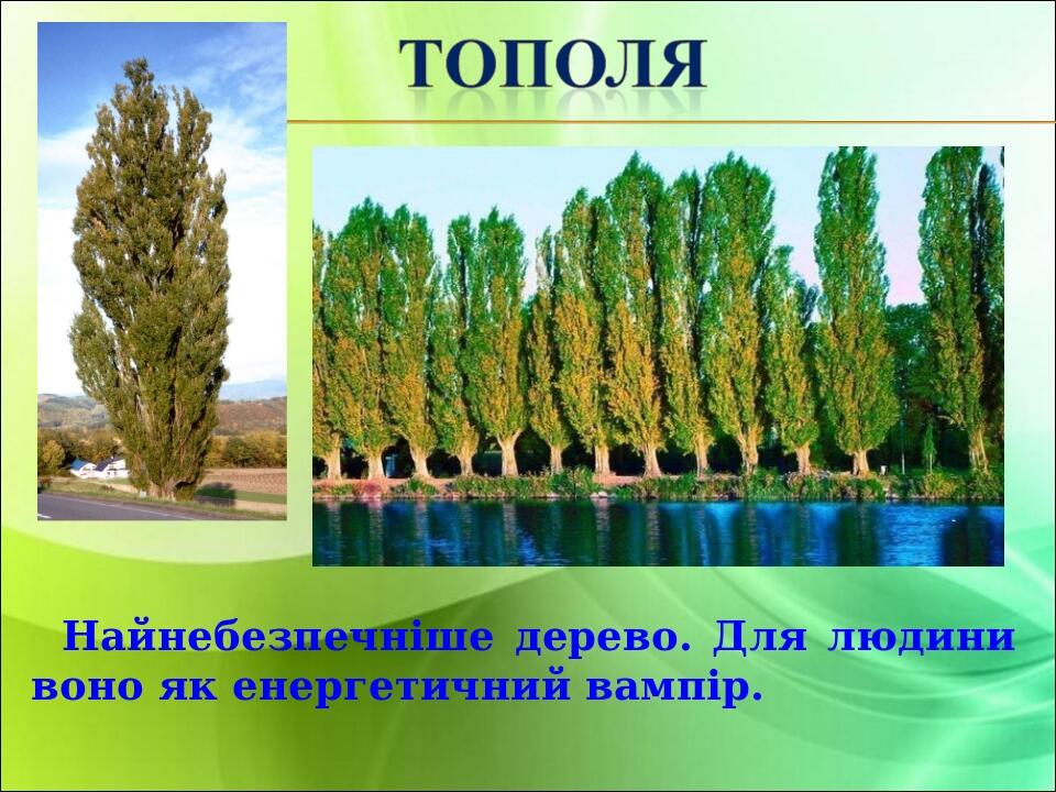 Найнебезпечніше дерево. Для людини воно як енергетичний вампір.