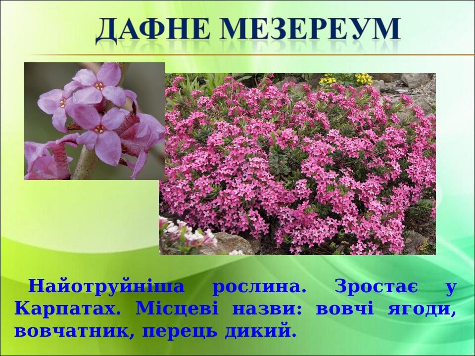Найотруйніша рослина. Зростає у Карпатах. Місцеві назви: вовчі ягоди, вовчатник, перець дикий.