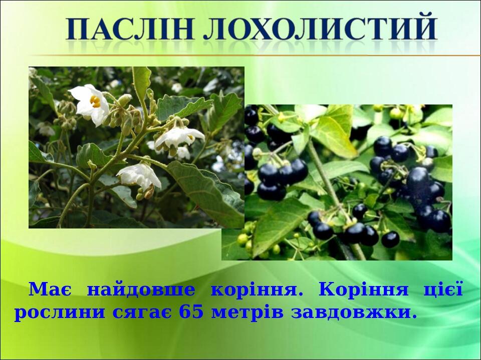 Має найдовше коріння. Коріння цієї рослини сягає 65 метрів завдовжки.