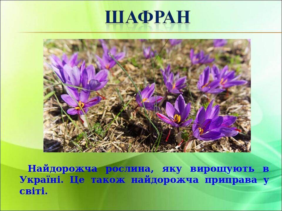 Найдорожча рослина, яку вирощують в Україні. Це також найдорожча приправа у світі.