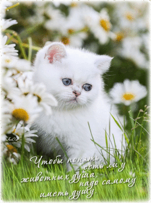 02012dsi-5f05-306x409.gif