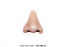 Nose Isolated HD Stock Images | Shutterstock