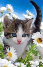 02012fpo-245e-141x219.gif
