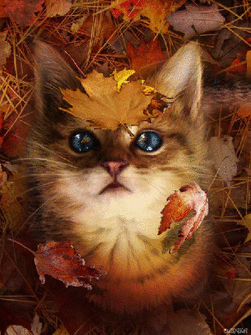 02012ft9-4fb9-251x335.gif