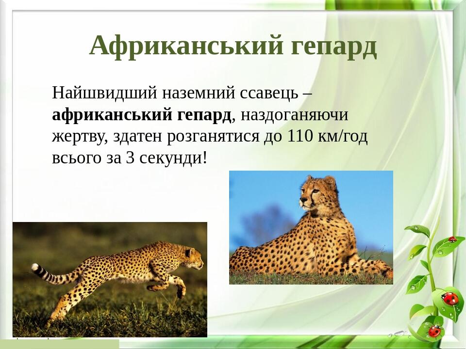 Африканський гепард Найшвидший наземний ссавець – африканський гепард, наздоганяючи жертву, здатен розганятися до 110 км/год всього за 3 секунди!