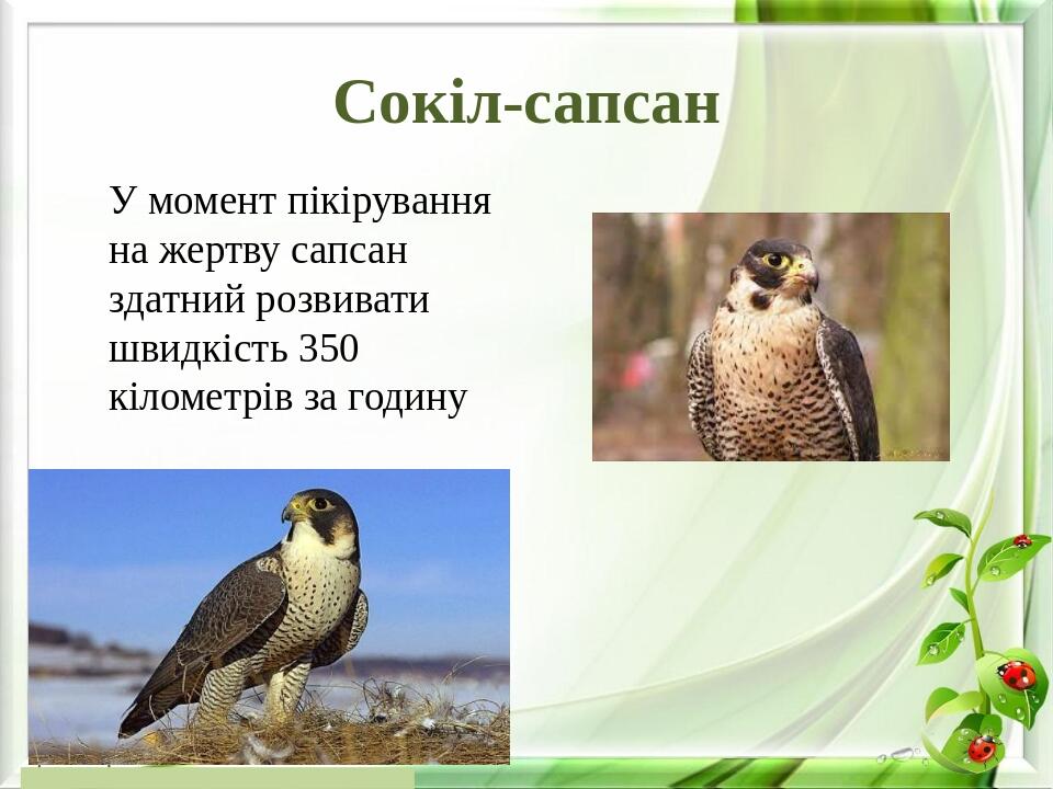 Сокіл-сапсан У момент пікірування на жертву сапсан здатний розвивати швидкість 350 кілометрів за годину
