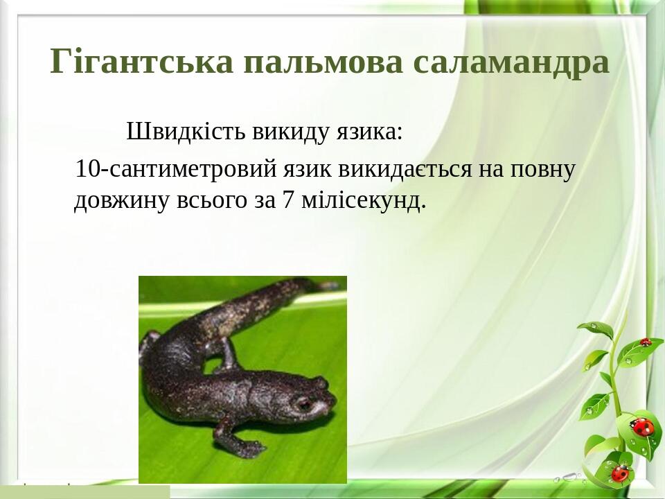 Гігантська пальмова саламандра Швидкість викиду язика: 10-сантиметровий язик викидається на повну довжину всього за 7 мілісекунд.