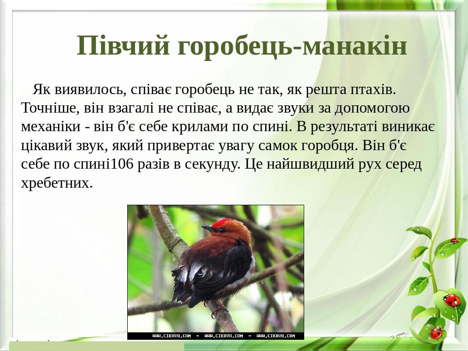 Півчий горобець-манакін Як виявилось, співає горобець не так, як решта птахів. Точніше, він взагалі не співає, а видає звуки за допомогою механіки ...
