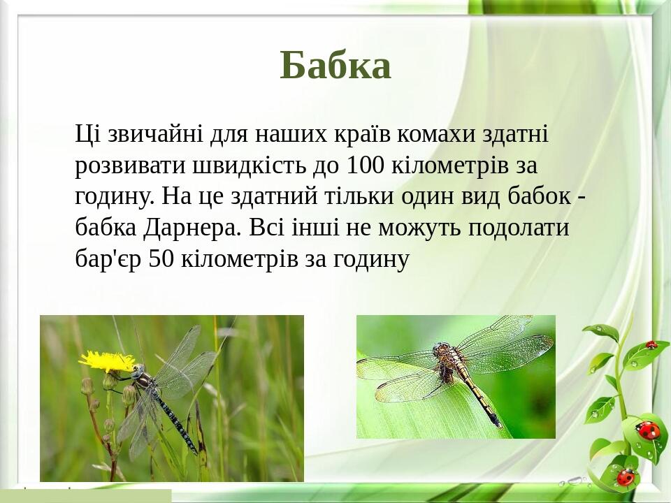 Бабка Ці звичайні для наших країв комахи здатні розвивати швидкість до 100 кілометрів за годину. На це здатний тільки один вид бабок - бабка Дарнер...