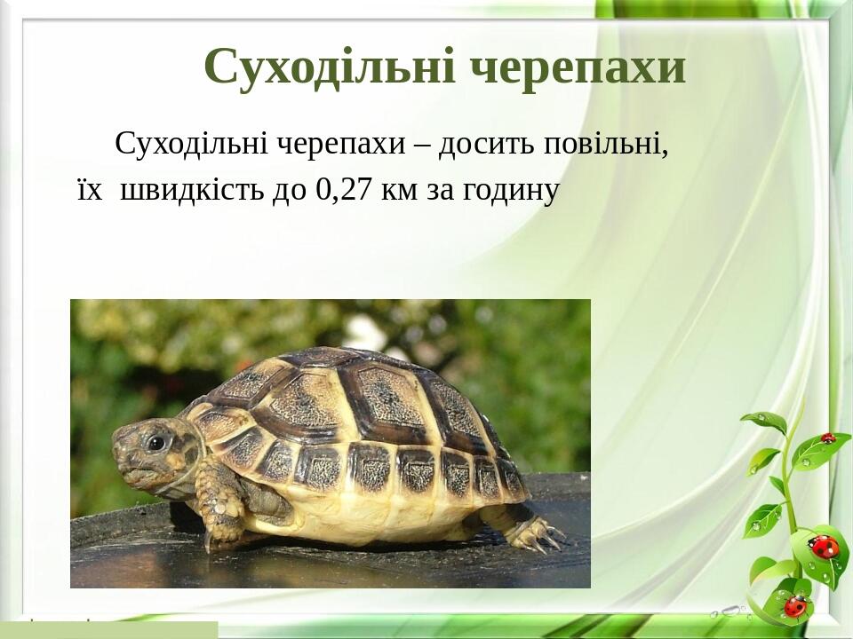 Суходільні черепахи Суходільні черепахи – досить повільні, їх швидкість до 0,27 км за годину