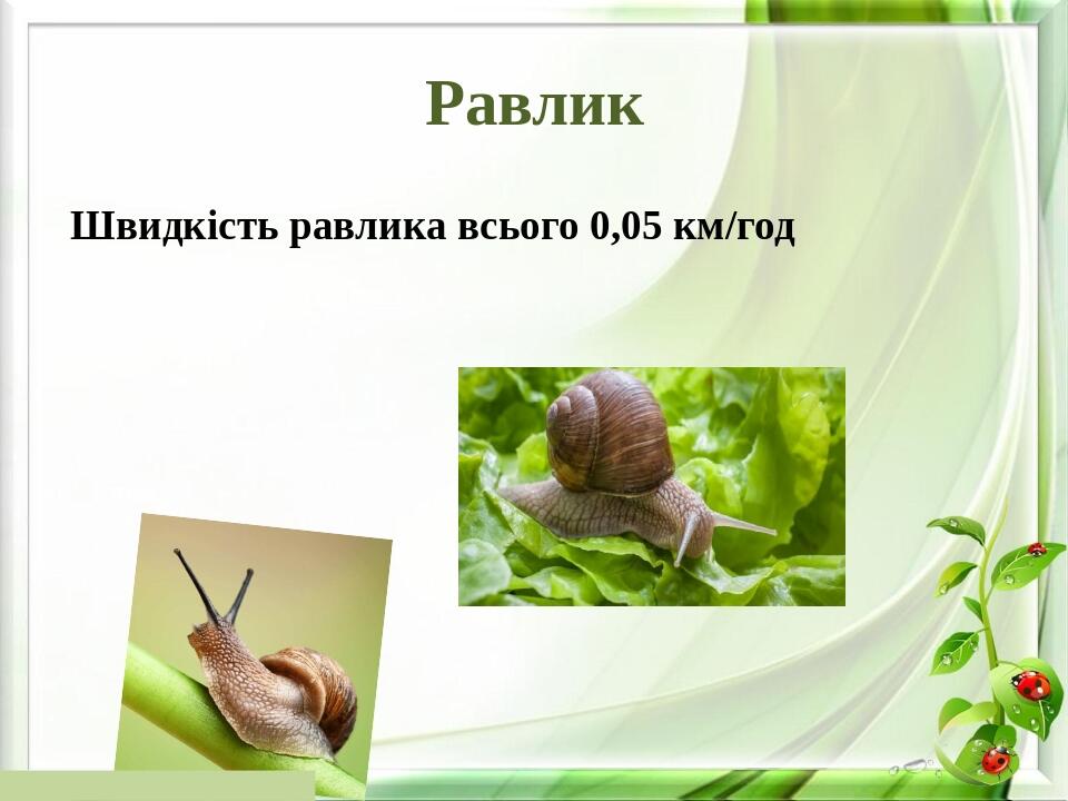 Равлик Швидкість равлика всього 0,05 км/год