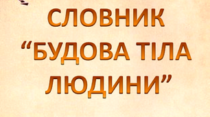 Робота над словниковим словом "Будова тіла людини. Волосся"
